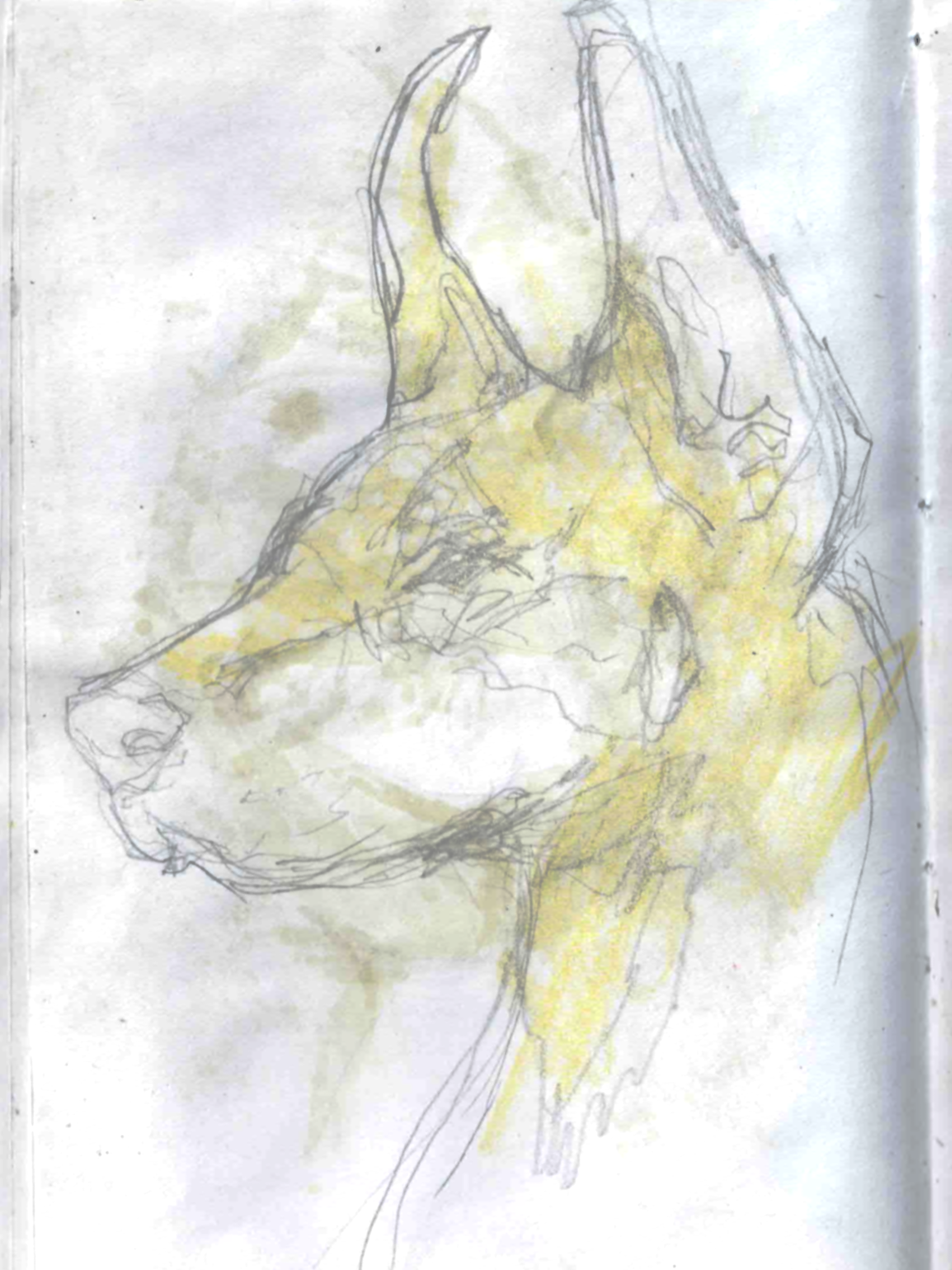 Image-6